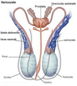 Schema vasi spermatici